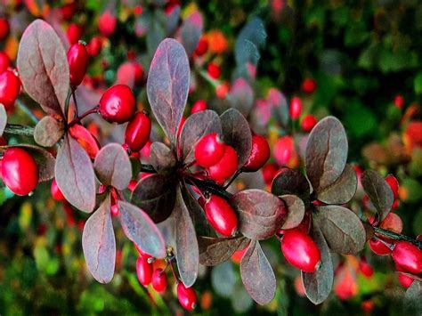 plants that contain berberine